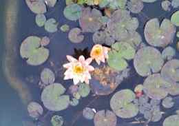 Lotusonwater