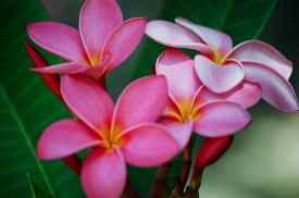 pinkflowers