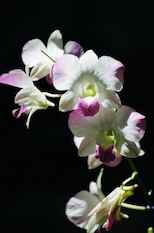flowersonblack